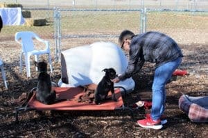 Rescue Ranch puppypalooza
