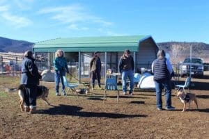 Rescue Ranch free weekly socialization classes