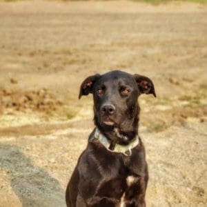 Rebel, Rescue Ranch Dog of the Week