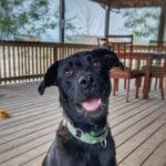 Rebel, Rescue Ranch Dog of the Week