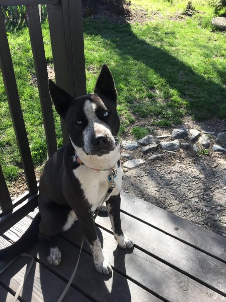 Scout hanging out on the Porch