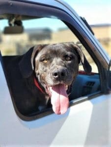 Whylin, Rescue Ranch Dog of the Week