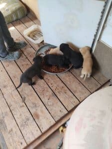 Puppies that Rescue Ranch was xalled in to save