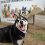 Booby, Rescue Ranch Husky