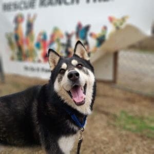 Booby, Rescue Ranch Husky