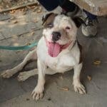 Diva, Rescue Ranch dog