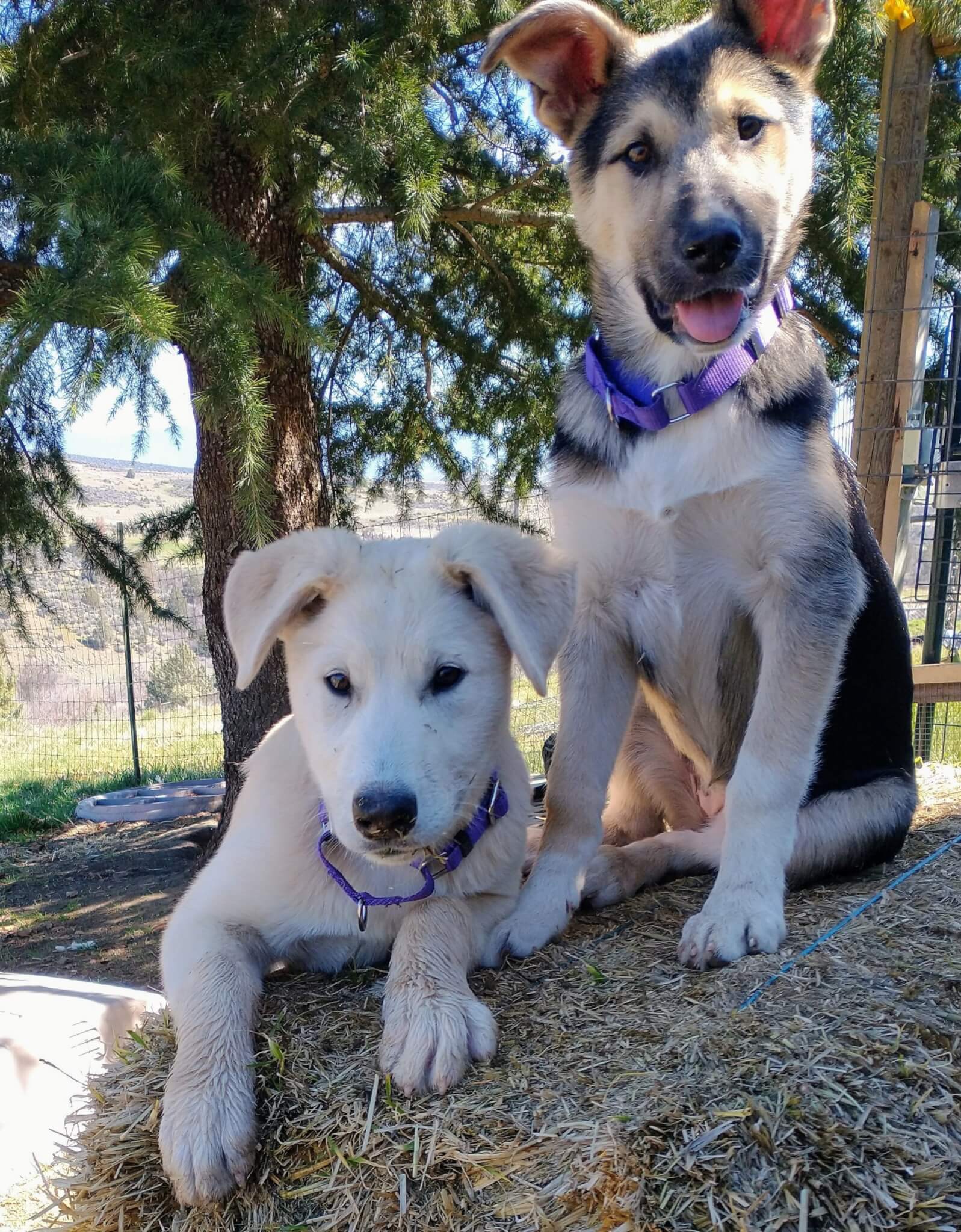 Bobbie-and-boop - Rescue Ranch Inc.
