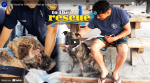 To the Rescue TV segment about Rescue Ranch burn dog