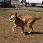 Annie, rescue Ranch senior dog