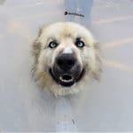 Rescue Ranch tripod dog happier after surgery