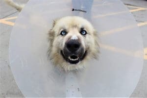 Rescue Ranch tripod dog happier after surgery