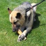 Special needs German shepherd enjoys large bone at new foster home