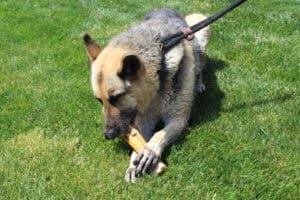 Special needs German shepherd enjoys large bone at new foster home