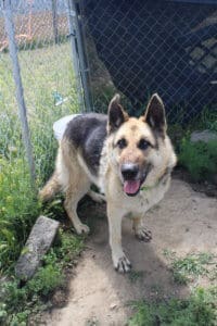 Cleo, the Special needs german shepherd dog