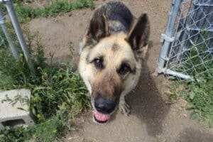 rescue Ranch special needs German Shepherd dog