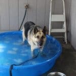 Rescue Ranch This Year, Special needs German shepherd likes her new pool