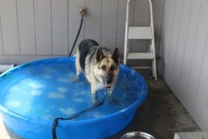 Rescue Ranch This Year, Special needs German shepherd likes her new pool