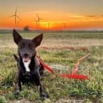 Working and service dogs: Rescue Ranch dog, Siska, environmantal conservation dog on wind turbine farm