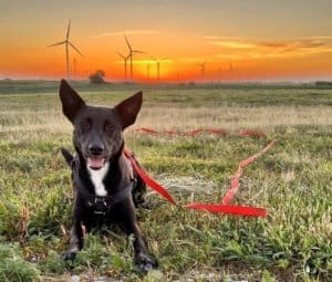 Working and service dogs: Rescue Ranch dog, Siska, environmantal conservation dog on wind turbine farm