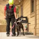 Working and service dogs:Siska Rescue Ranch dog in SAR training