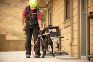 Working and service dogs:Siska Rescue Ranch dog in SAR training