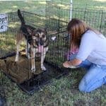 Rescue Ranch dog at past adoption event