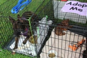 Rescue Ranch dogs at past Adoption Event