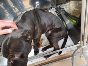 Emaciated, abused dog brought to Rescue Ranch
