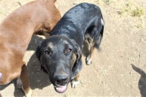 Chinkara, Rescue Ranch adolescent puppy