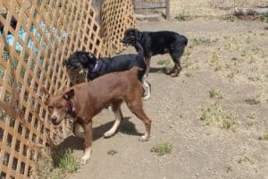 Chinkara, Rescue Ranch adolescent puppies