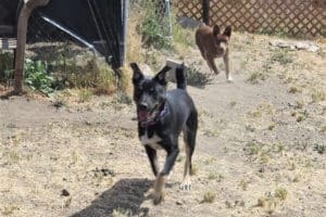 Frankie and Fiona Rescue Ranch adolescent puppies