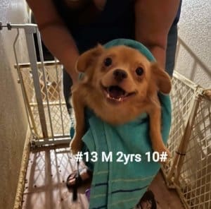 Pomchi brought to Resce Ranch from hoarding situation