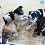 So many puppies contributing to animal shelter crisis
