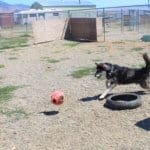 Bobby chasing ball at Rescue Ranch