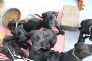 More Rescue Ranch puppies in Foster