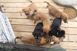 Rescue full of unwanted puppies, animal shelter crisis