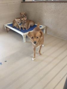 Male Pomchis brought to Resce Ranch from hoarding situation