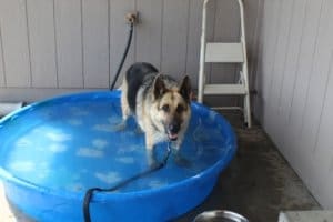 Staying cool in her pool, Cleo special needs foster hot dog in hot weather