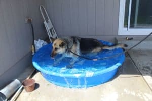 Special needs Cleo in her pool, hot dogs in hot weather