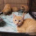 Kittens evacuated in the McKinney Fire