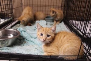 Kittens evacuated in the McKinney Fire