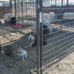 Rescue Ranch Evacuation Center during the McKinney Fire