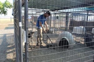Rescue Ranch, Cleaning up after McKinney Fire dogs