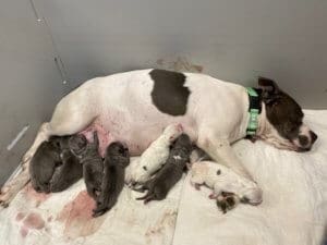 Fire dog gives birth_Andie resting after delivering all seven puppies