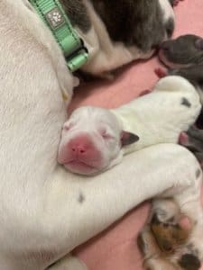 Rescue Ranch Sanctuary_Fire dog gives birth_Number 7 sleeping.