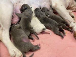 Rescue Ranch Sanctuary_Fire dog gives birth_day old puppies nursing