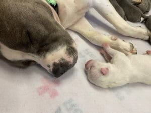 Rescue Ranch Sanctuary_Anide the fire dog gives birth_Mom and daughter
