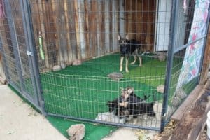 Nursing momma shepherd and pups , front medical building