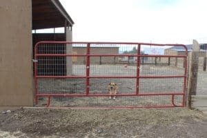dog behind horse gate with fencing