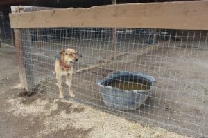 Rescue Ranch Sanctuary behind fence